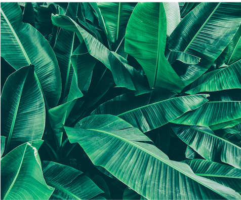Banana Leaf